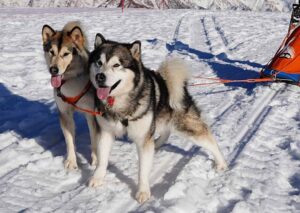 L'Alpe Giumello like Alaska The historic gathering of Alaskan Malamute dogs in the Upper Valley