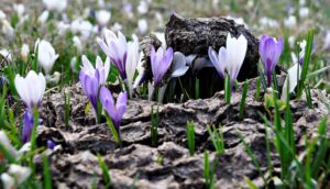 La magia della fioritura dei Crocus che incanta la Valsassina