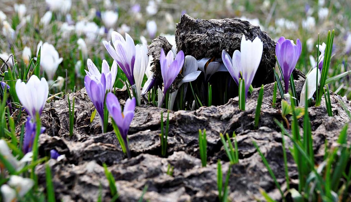 PIANI DEI RESINELLI: emozioni e torrioni 11 CROCUS