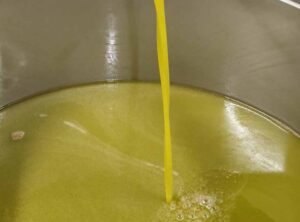 L’ ”oro verde” lariano: un’eccellenza in simbiosi con il territorio