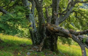 Nel cuore verde di Casargo: il patriarca silenzioso della Val Piancone e i 30 giganti del tempo