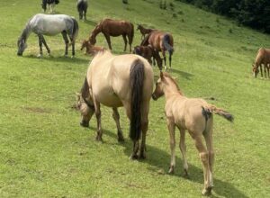 A tu per tu con i cavalli della Grigna