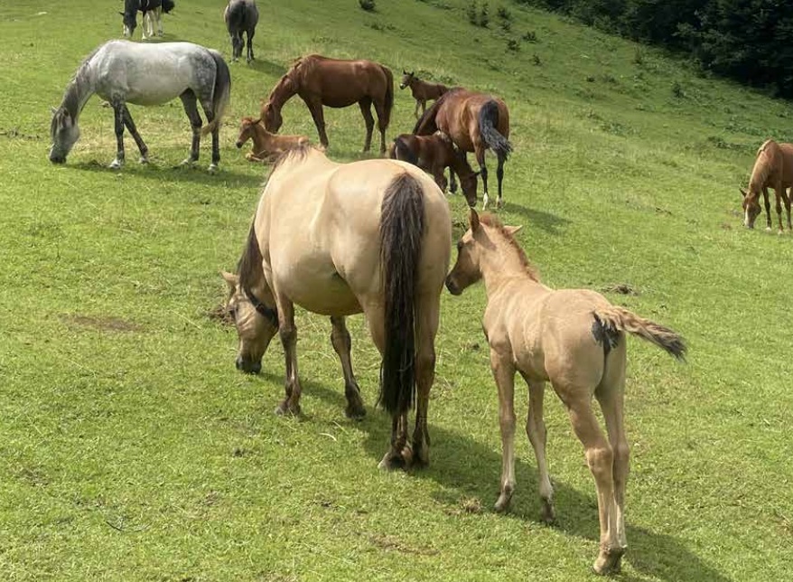Pagnona-Rifugio Griera: passando per Subiale 18 CAVALLI