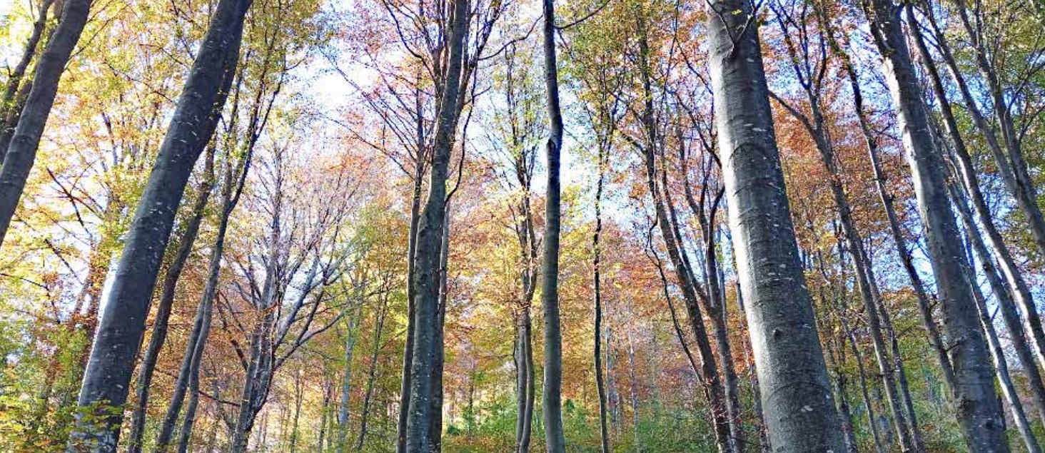 Sentiero dei Faggi: da Primaluna a Cortenova immersi nell’atmosfera autunnale