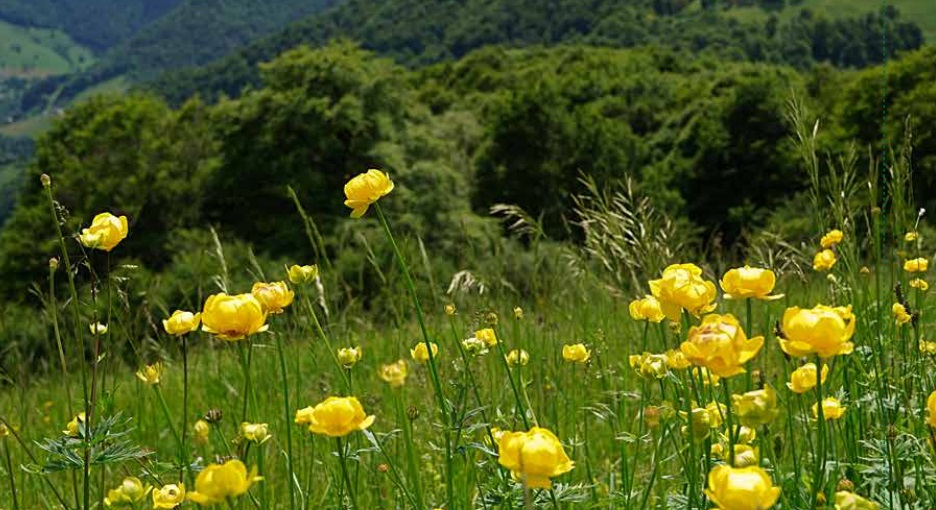 FIORI