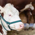 Una grande vetrina per la Valsassina contadina