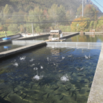 Piscicoltura Valsassinese: allevamento e pesca sportiva nel cuore della valle