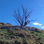 Il Faggio SEgantini 1